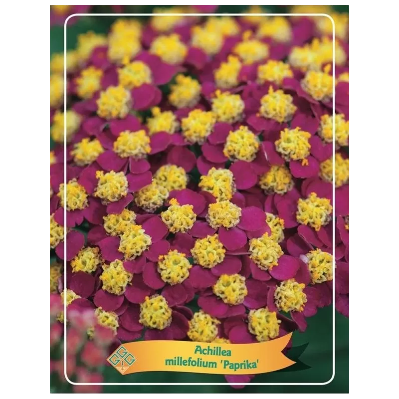 Paprastoji kraujažolė Paprica - Achillea millefolium Paprika P11 Paprastoji kraujažolė Paprica - Achillea millefolium Paprika P11