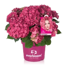 Hydrangea Endl.S. Pink Bloomstar P23C5