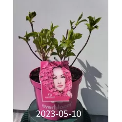 Hydrangea Endl.S. Pink Bloomstar P23C5