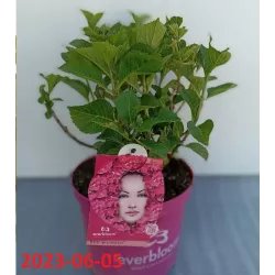Hydrangea Endl.S. Pink Bloomstar P23C5