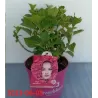 Hydrangea Endl.S. Pink Bloomstar P23C5