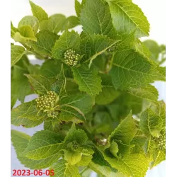 Hydrangea Endl.S. Pink Bloomstar P23C5