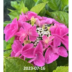 Hydrangea Endl.S. Pink Bloomstar P23C5