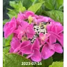 Hydrangea Endl.S. Pink Bloomstar P23C5