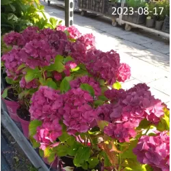 Hydrangea Endl.S. Pink Bloomstar P23C5