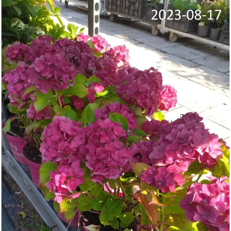 Hydrangea Endl.S. Pink Bloomstar P23C5
