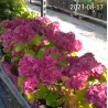 Hydrangea Endl.S. Pink Bloomstar P23C5