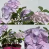 Darželinė hortenzija - Hydrangea macrophylla EVERBLOOM BLUE WONDER