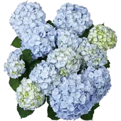 Hydrangea macrophylla EVERBLOOM BLUE WONDER