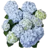Darželinė hortenzija - Hydrangea macrophylla EVERBLOOM BLUE WONDER