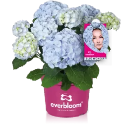 Hydrangea macrophylla EVERBLOOM BLUE WONDER