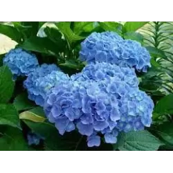 Hydrangea macrophylla EVERBLOOM BLUE WONDER