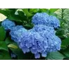 Hydrangea macrophylla EVERBLOOM BLUE WONDER