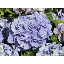 Darželinė hortenzija - Hydrangea macrophylla EVERBLOOM BLUE WONDER