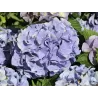 Darželinė hortenzija - Hydrangea macrophylla EVERBLOOM BLUE WONDER