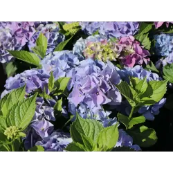 Darželinė hortenzija - Hydrangea macrophylla EVERBLOOM BLUE WONDER