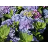 Darželinė hortenzija - Hydrangea macrophylla EVERBLOOM BLUE WONDER