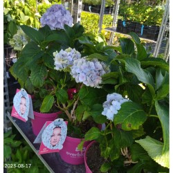 Darželinė hortenzija - Hydrangea macrophylla EVERBLOOM BLUE...