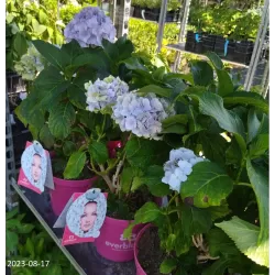 Hydrangea macrophylla EVERBLOOM BLUE WONDER