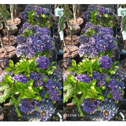 Darželinė (didžialapė) hortenzija - Hydrangea FOREVER & EVER®...