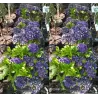 Hydrangea FOREVER & EVER ® PURPLE