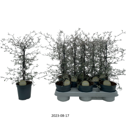 Kaulelinė korokija - Corokia cotoneaster