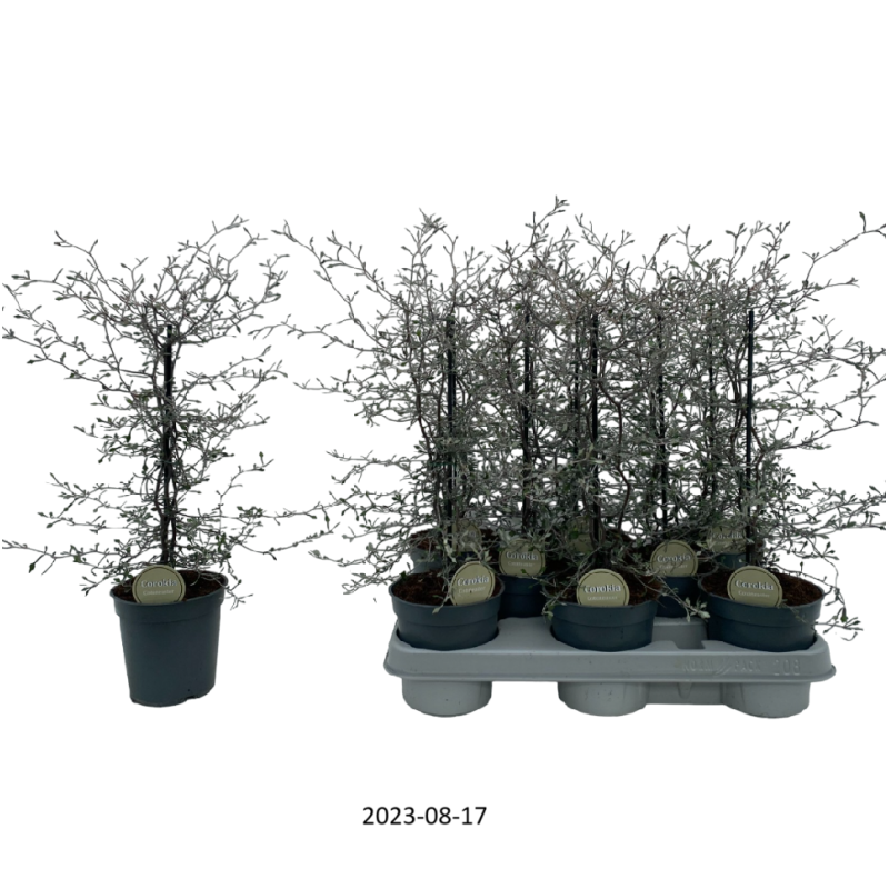 Kaulelinė korokija - Corokia cotoneaster