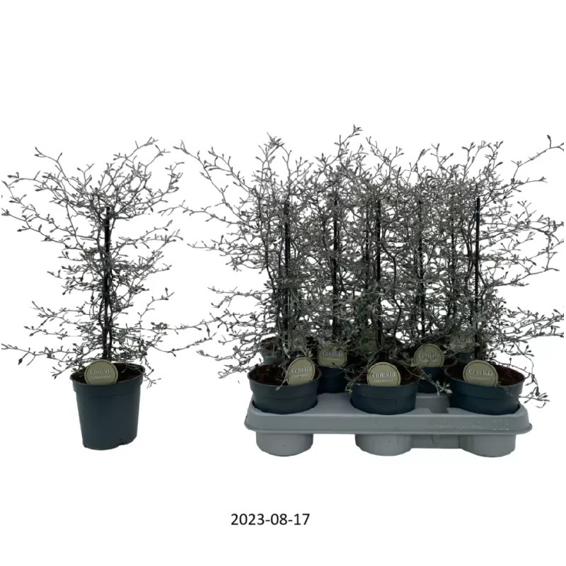 Kaulelinė korokija - Corokia cotoneaster