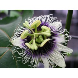 Passion fruit - Passiflora edulis