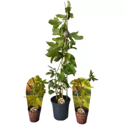 Passion fruit - Passiflora edulis