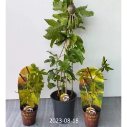 Passion fruit - Passiflora edulis