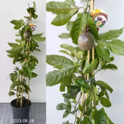 Kvapioji pasiflora - Passiflora edulis