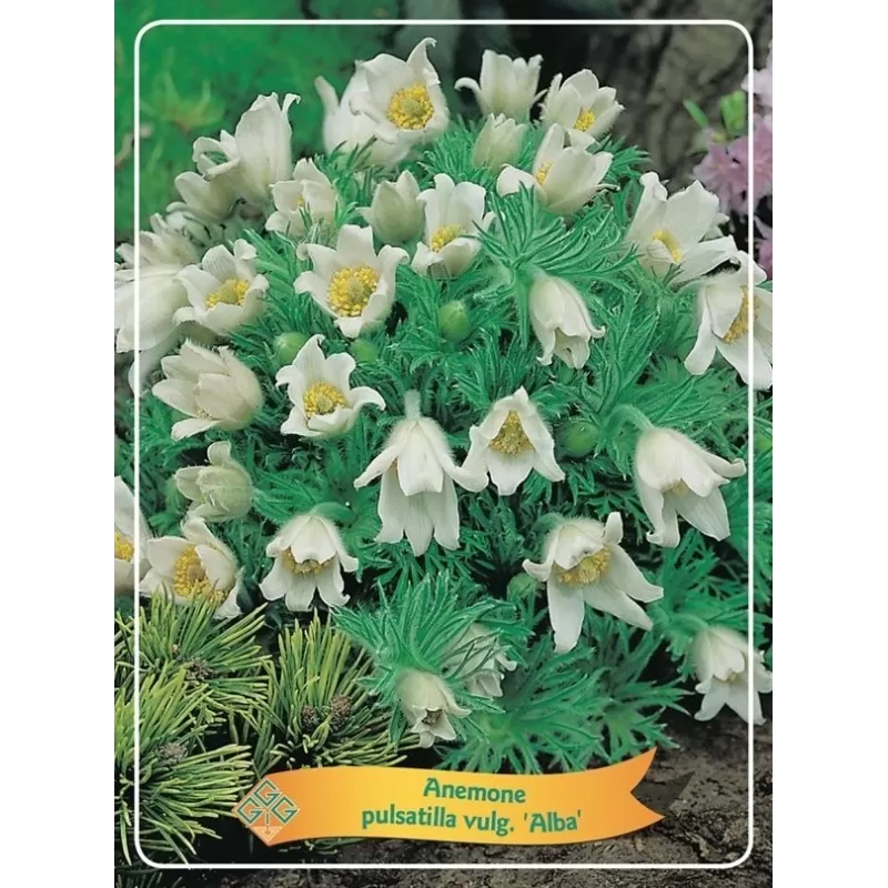 Šilagėlė - Anemone pulsatilla vulgaris ALBA