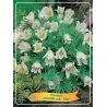 Šilagėlė - Anemone pulsatilla vulgaris ALBA