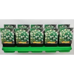 Šilagėlė - Anemone pulsatilla vulgaris ALBA