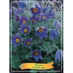 Anemone pulsatilla vulgaris