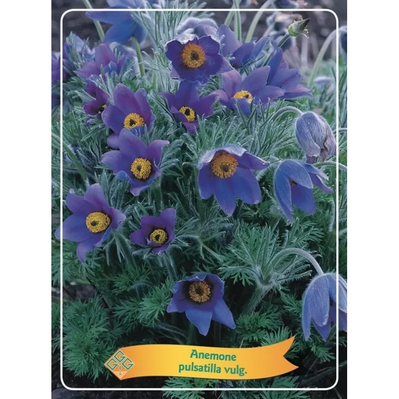 Šilagėlė - Anemone pulsatilla vulgaris