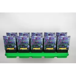 Šilagėlė - Anemone pulsatilla vulgaris