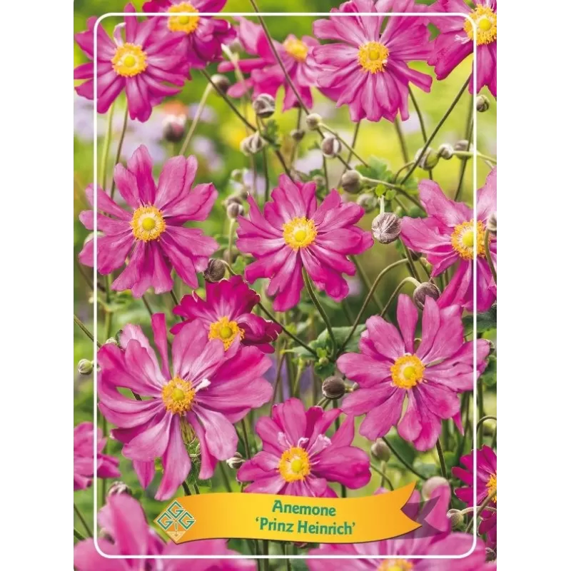 Plukė - Anemone hybrida PRINZ HEINRICH