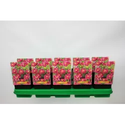 Plukė - Anemone hybrida PRINZ HEINRICH