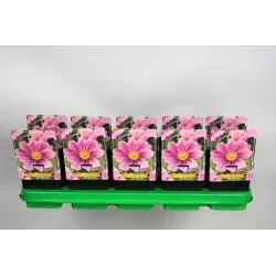 Plukė - Anemone hybrida SERENADE