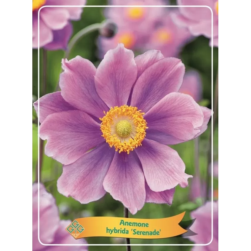 Anemone hybrida SERENADE