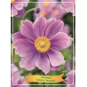 Anemone hybrida SERENADE