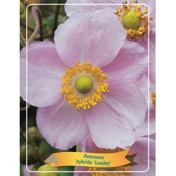 Plukė - Anemone hybrida LORELEY