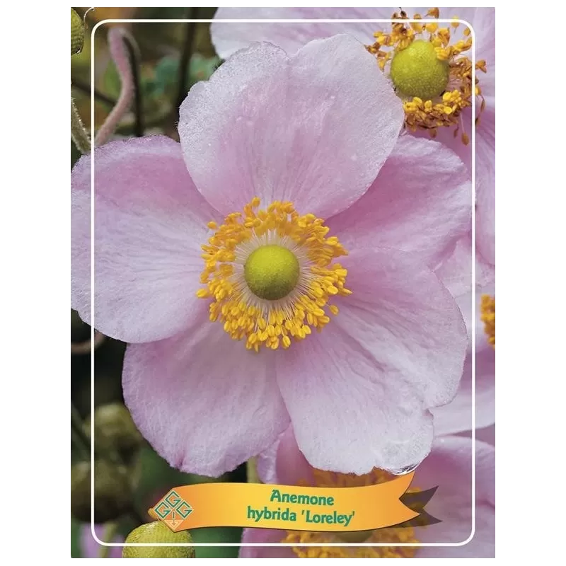 Plukė - Anemone hybrida LORELEY