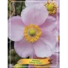 Plukė - Anemone hybrida LORELEY