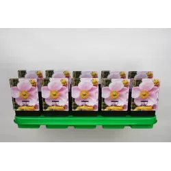 Plukė - Anemone hybrida LORELEY