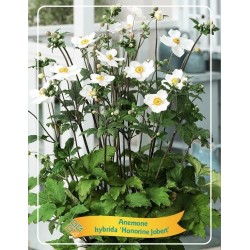 Anemone hybrida HONORINE JOBERT