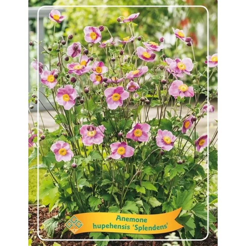 Anemone hybrida hupehensis SPLENDENS