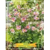 Anemone hybrida hupehensis SPLENDENS
